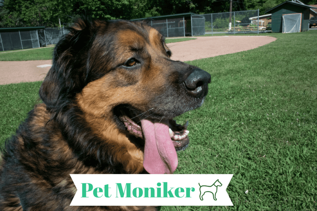 Female Baseball Dog