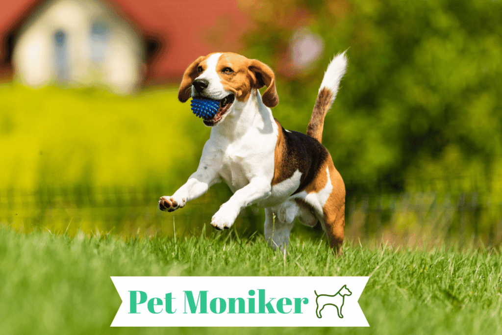 Unique Baseball Dog