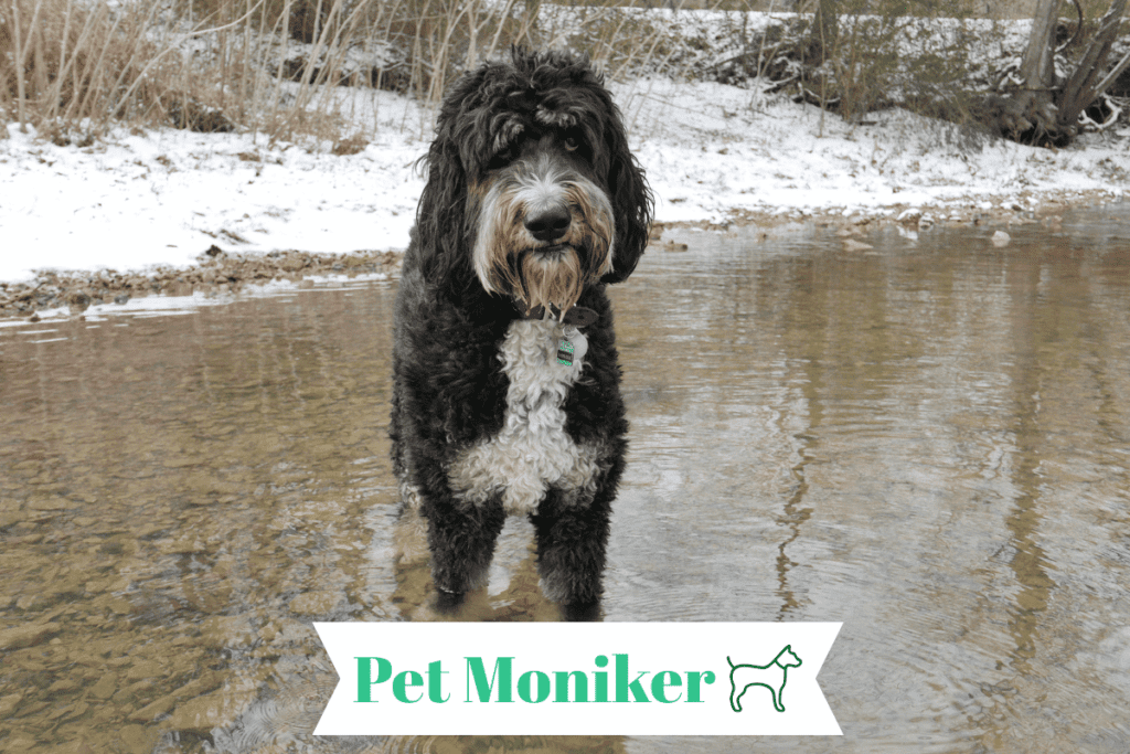 Unique bernedoodle Dog