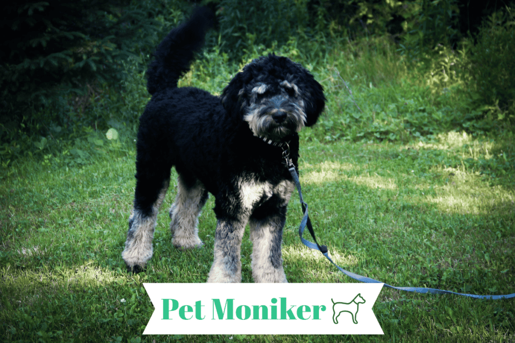 Female Bernedoodle Dog 