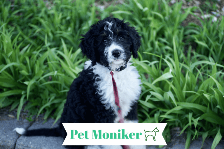 Bernedoodle Dog