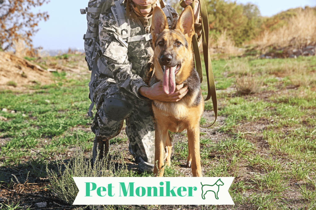 Female Military Dog