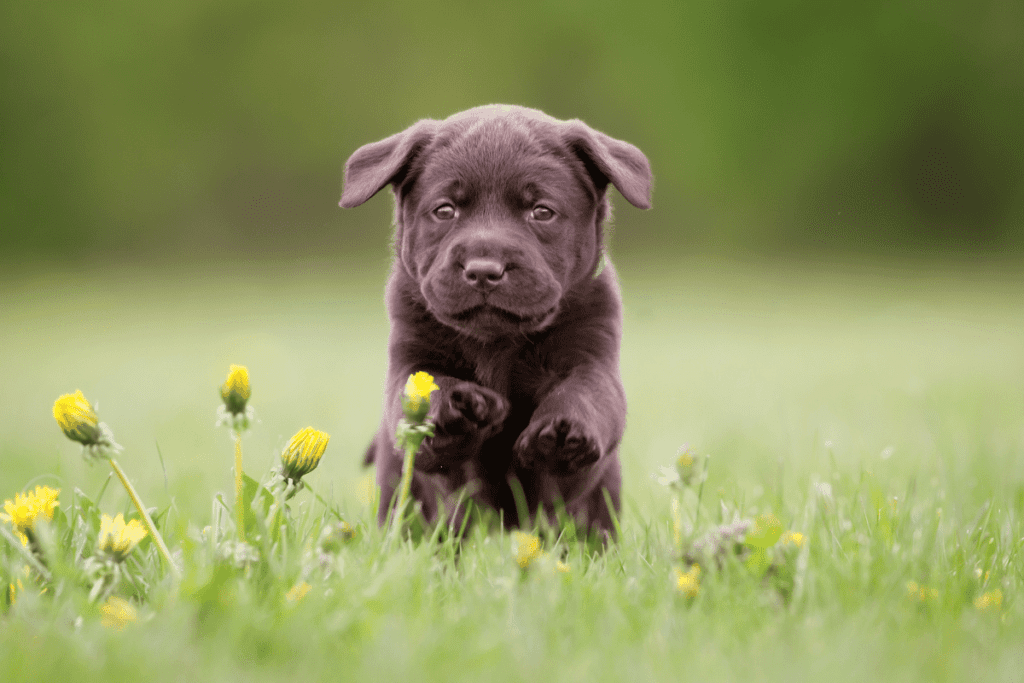 Male silver Dog