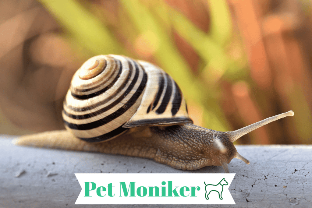 400 Cool snail Names