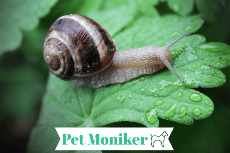300+ Cute & Catchy Snail Names (+Name Generator) 2024