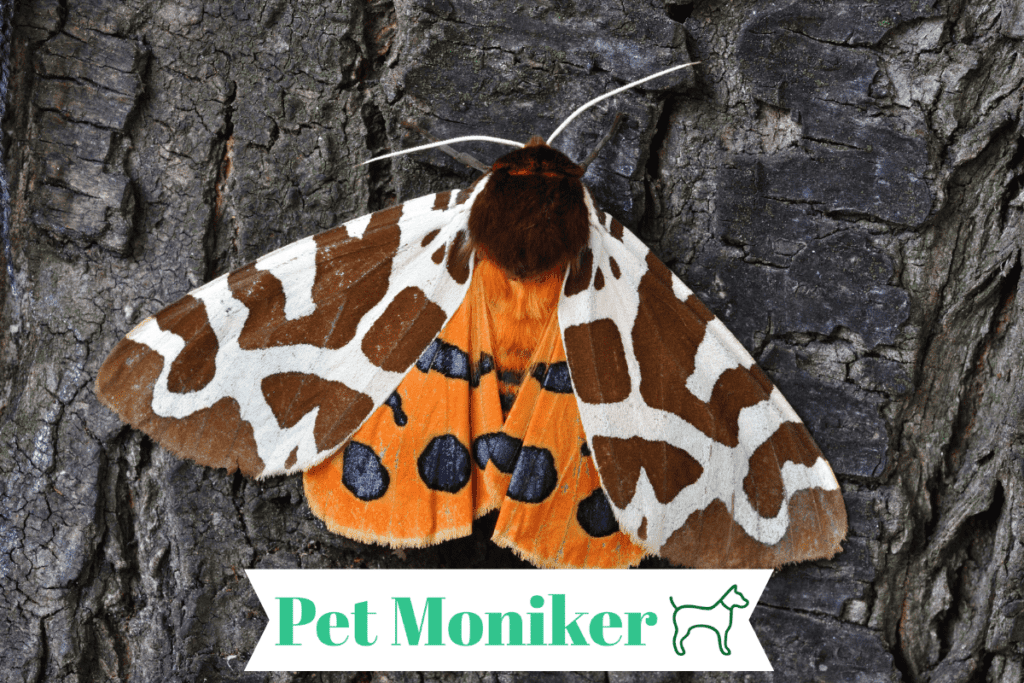 Female Pet Moth