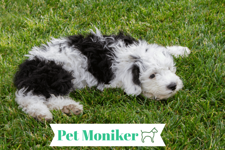 Sheepadoodle Dog