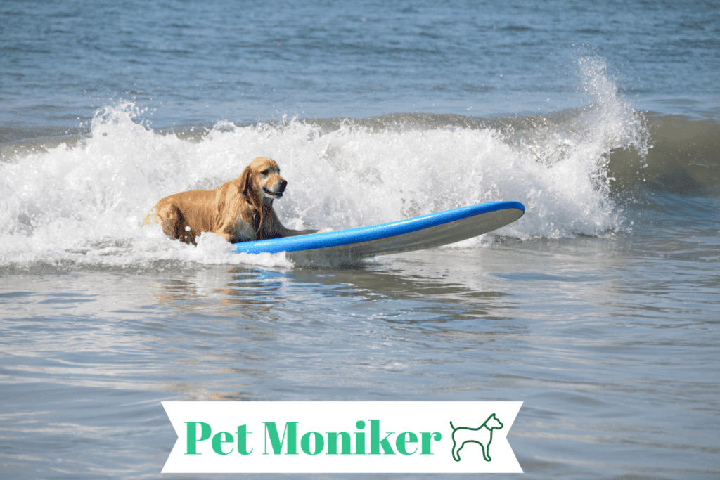 Cute Surf Dog