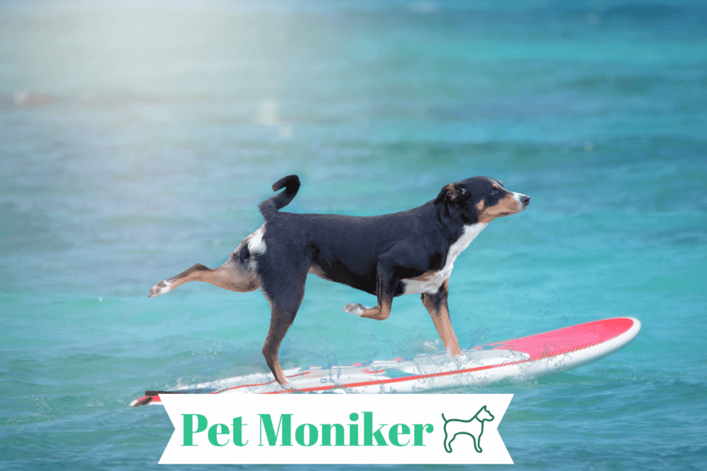 Male Surf Dog