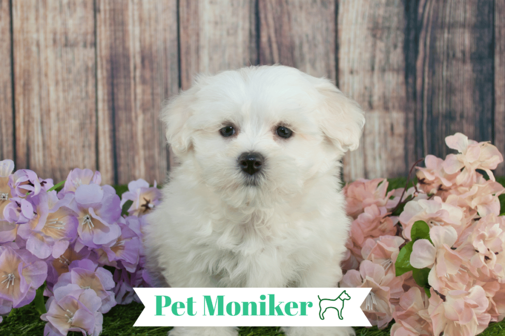 Cool Maltipoo Dog Names