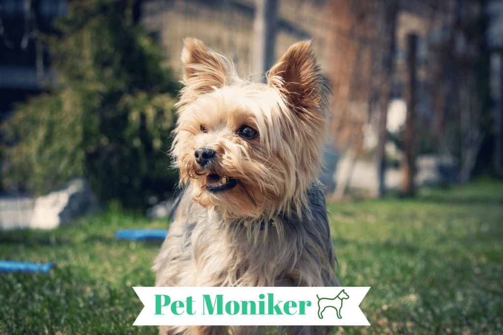 Cute Yorkie Dog Names