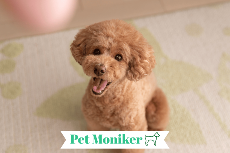 Poodle Dog Names