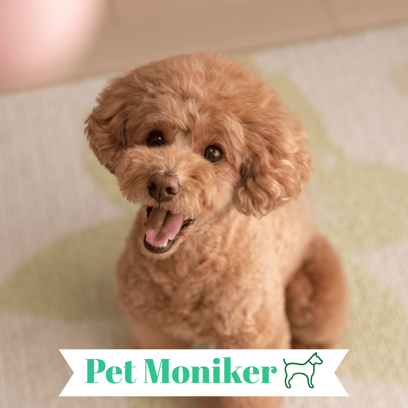 Male poodle names shops