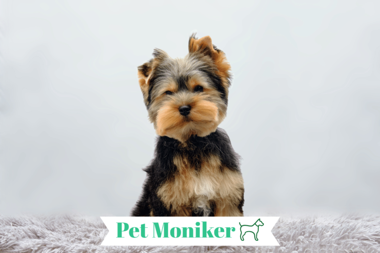 Yorkie Dog Names