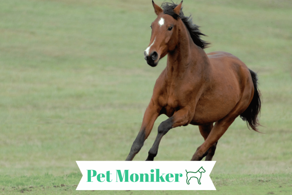 Unique Brown Horse