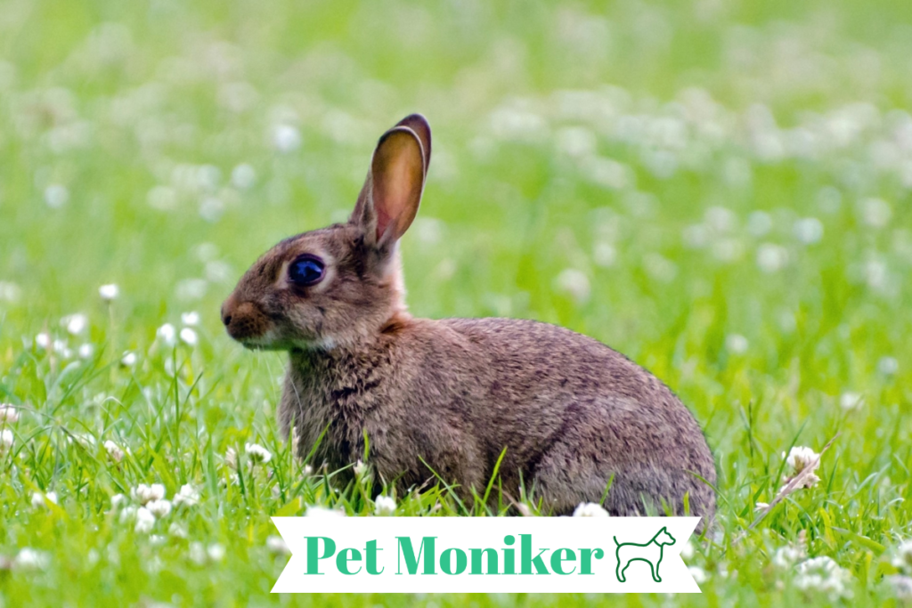 Unique Brown Rabbit