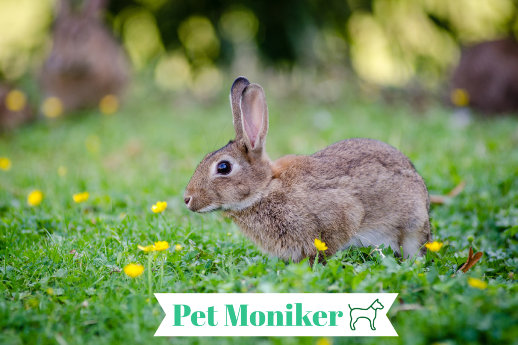 Female Brown Rabbit