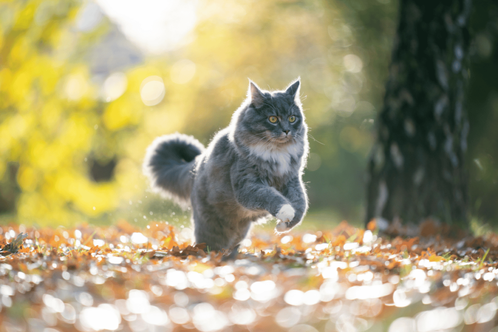 Cute Fall Cat