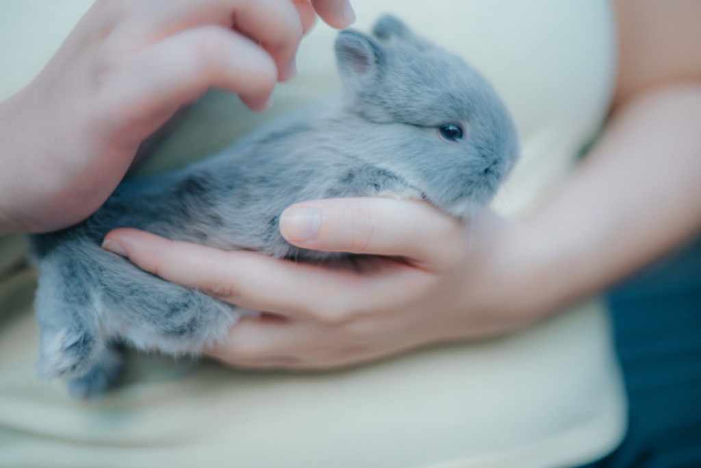 Unique Gray Rabbit