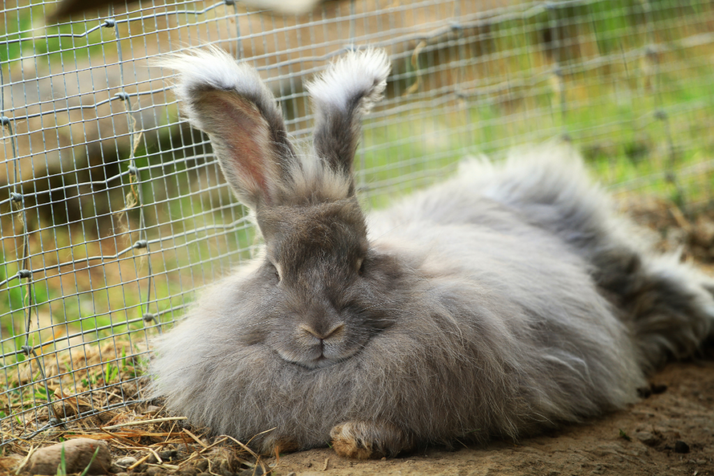 cute gray Rabbit