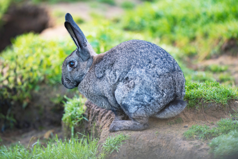 gray Rabbit