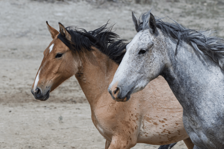 Grey Horse