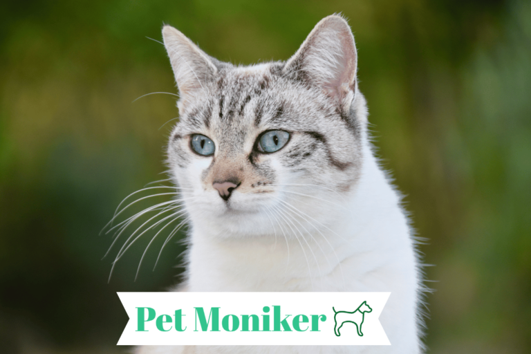 200+ Best Grey And White Cat Names (Cute & Catchy Ideas)