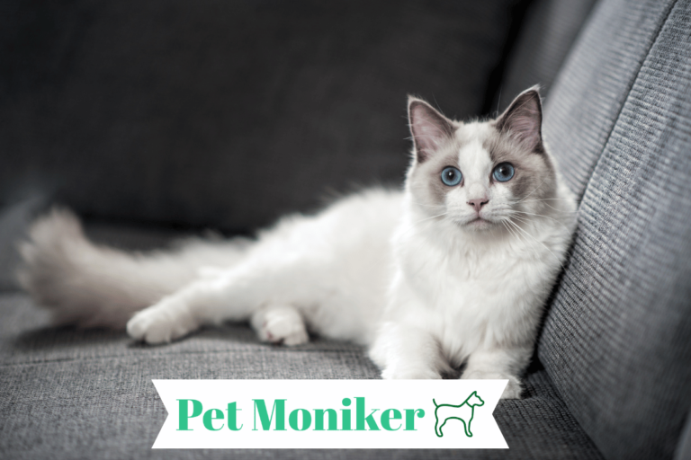 200+ Best Grey And White Cat Names (Cute & Catchy Ideas)