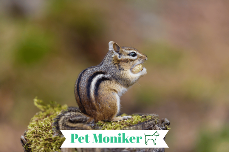 Chipmunk Names