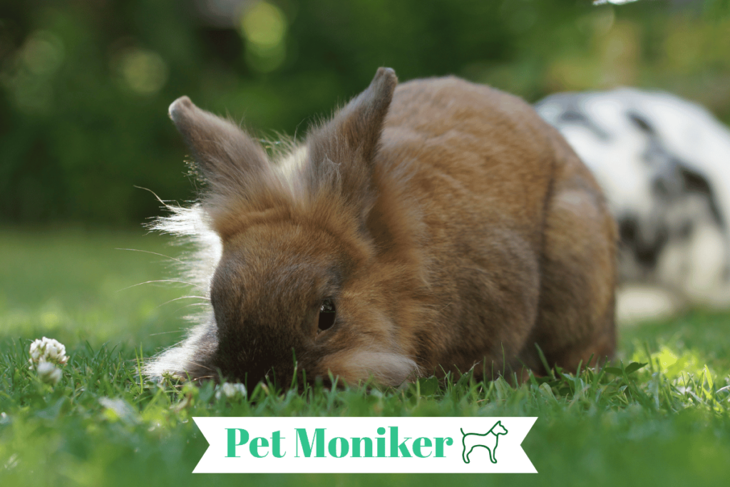 cool lionhead Rabbit Names