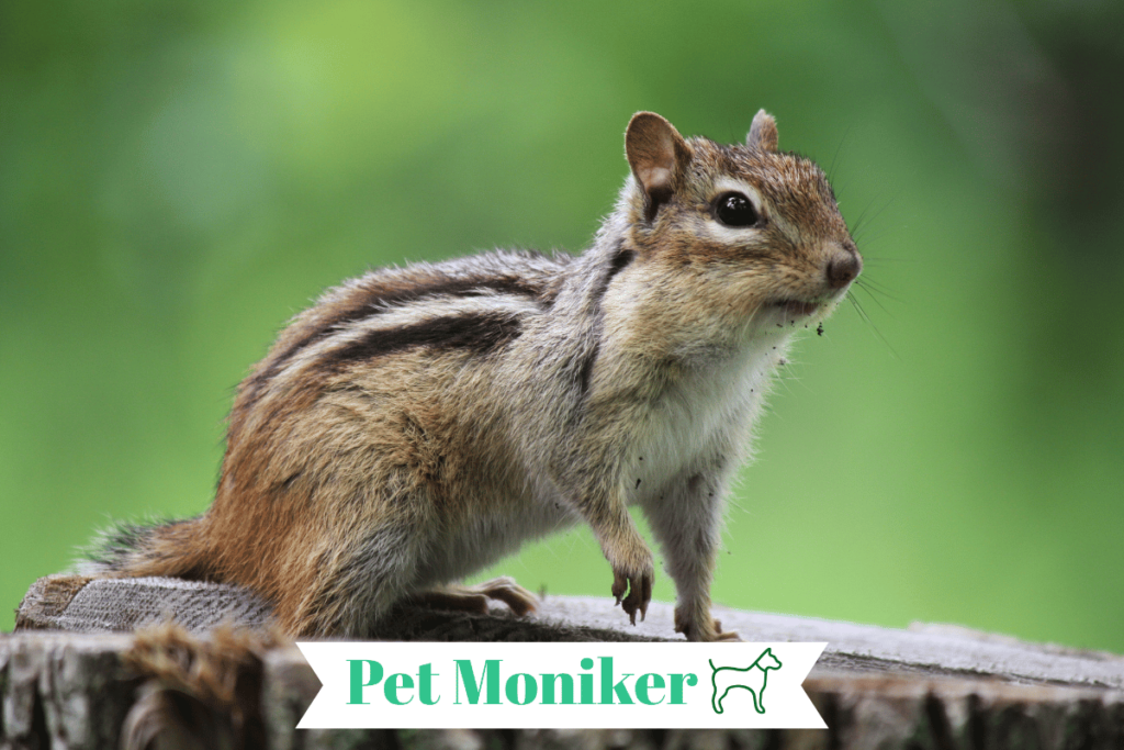 Cute Chipmunk Names