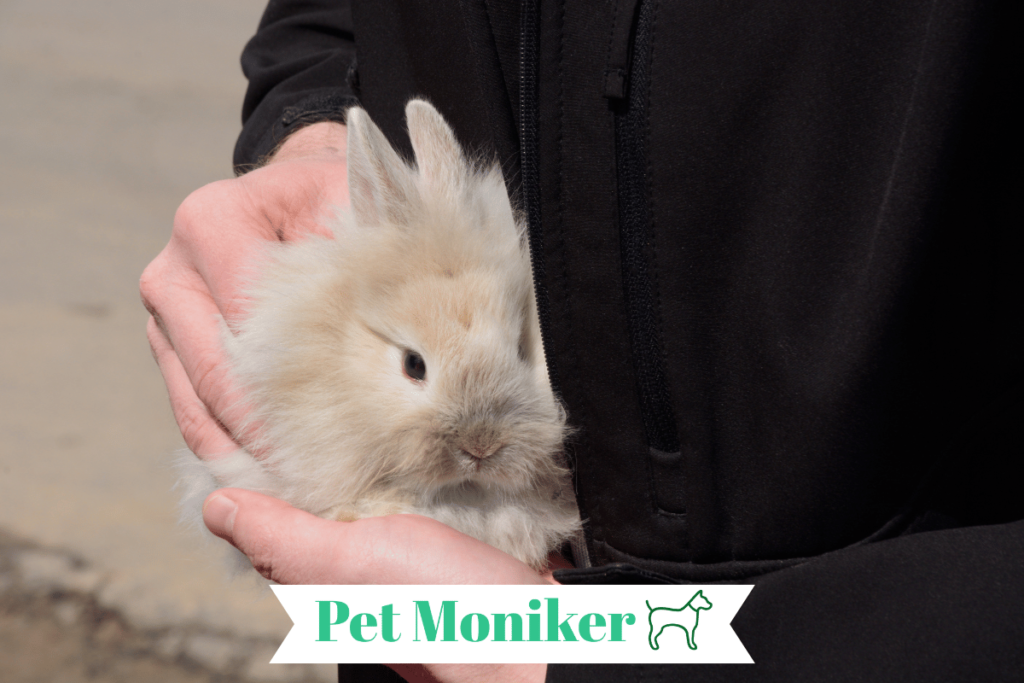 cute lionhead Rabbit Names