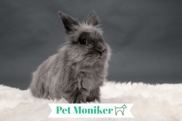 lionhead Rabbit Names